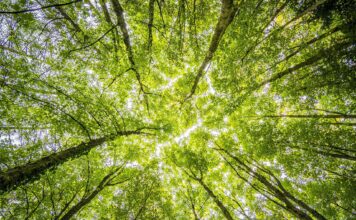 Como a neurociência pode nos ajudar a melhorar o meio ambiente?