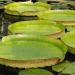 Encontro aberto GT Amazônia e Bioeconomia