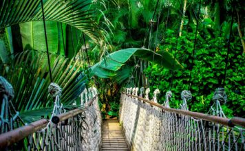 Ciclo de formação – A necessidade urgente de uma nova bioeconomia de floresta em pé