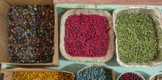 Ciclo de Formação: Uma Amazônia para o Futuro – BIOECONOMIA E EMPREENDEDORISMO SUSTENTÁVEL