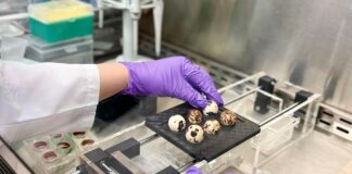 Como engenheiros e desenvolvedores de medicamentos estão trabalhando para mudar o cálculo mortal do câncer infantil