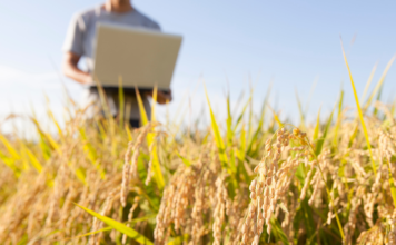 FIELDPRO: Inteligência artificial (IA) aplicada na previsão hiperlocal do tempo na agricultura