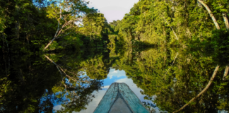 Educação para salvar a Amazônia
