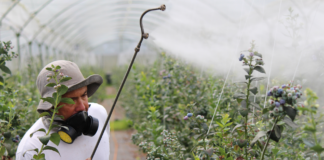 Agrotóxicos: ‘estamos todos participando de uma experiência química global’