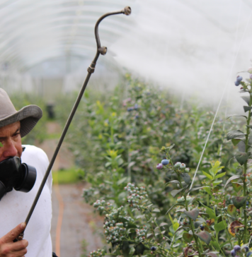Agrotóxicos: ‘estamos todos participando de uma experiência química global’