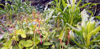 Por que essa abundância não se traduz em prosperidade?