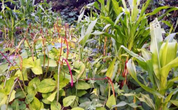 Por que essa abundância não se traduz em prosperidade?