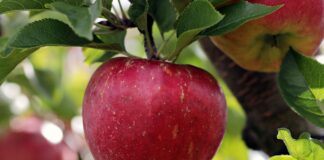 Biogás produzido com bagaço de maçã pode minimizar uso de combustível fóssil