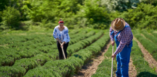 Bioeconomia na CONAFER