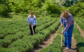 Bioeconomia na CONAFER