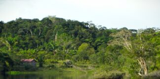 Amazônia vale sete vezes mais em pé, cerca de R$ 1,5 tri por ano, diz Banco Mundial