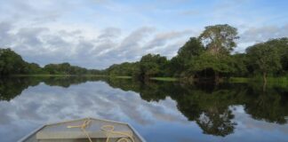 Decreto dinamiza atuação do CBA e impulsiona bionegócios na Amazônia