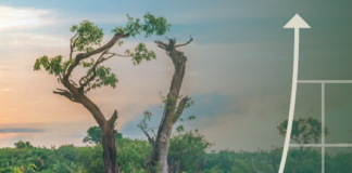 Por Eduardo Lafraia – O Brasil e a bioeconomia para além da COP-30