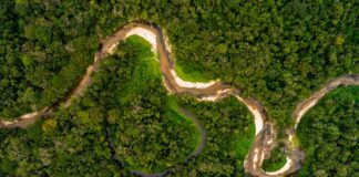 Webinar: Caminhos para a Amazônia – Reflexões e Ações para o Futuro