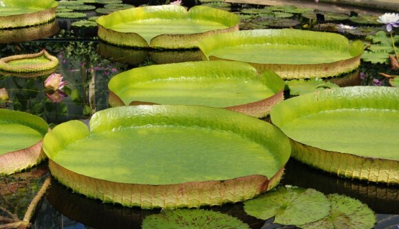 Encontro Aberto GT Amazônia e Bioeconomia / Dia 17/5 - 18h